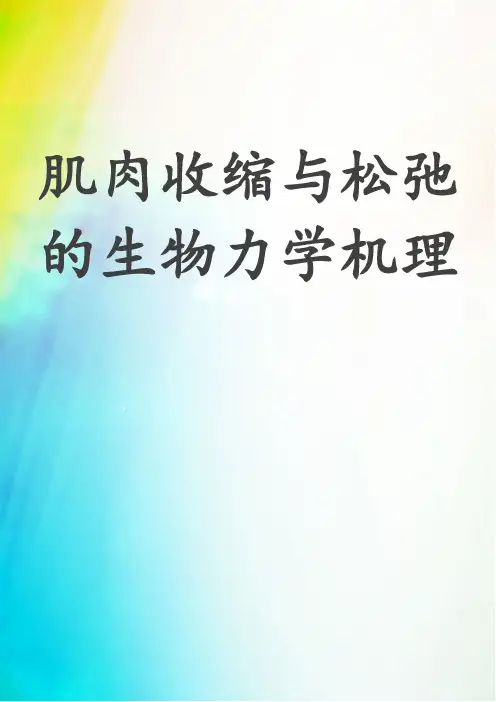 肌肉收缩与松弛的生物力学机理