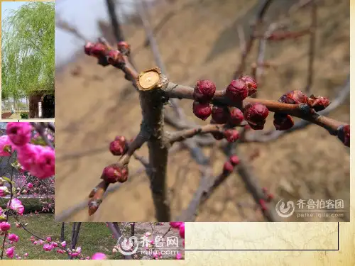 四季更替与五带划分ppt课件