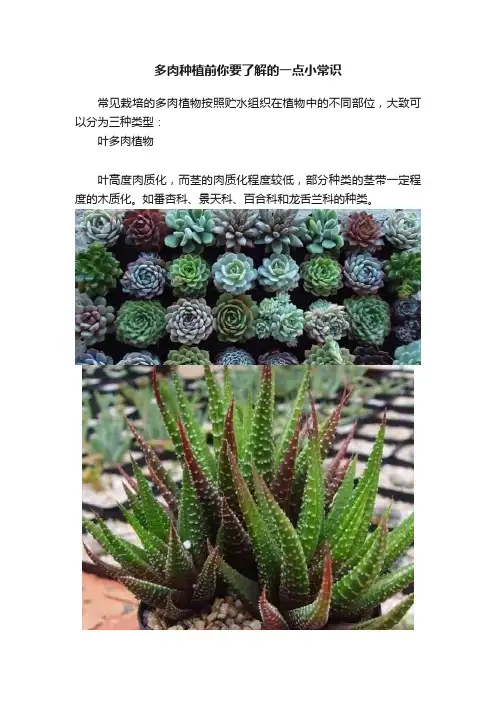 多肉种植前你要了解的一点小常识