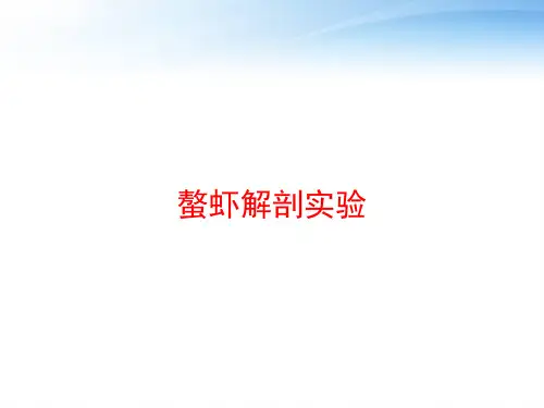 螯虾解剖实验 ppt课件
