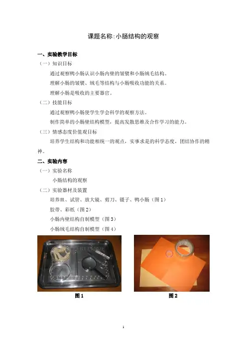 s49 小肠结构的观察