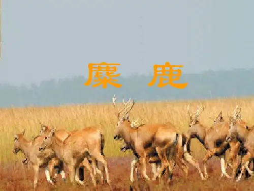 六年级上册语文课件-课文17 麋鹿｜苏教版 (共25张PPT)
