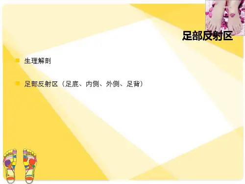 足底反射区