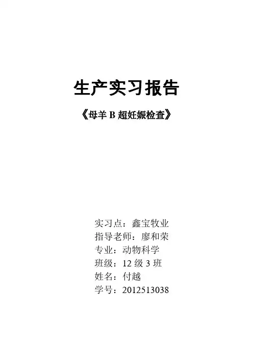 母羊B超妊娠检查