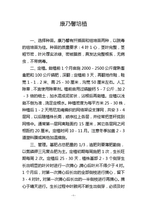 康乃馨培植