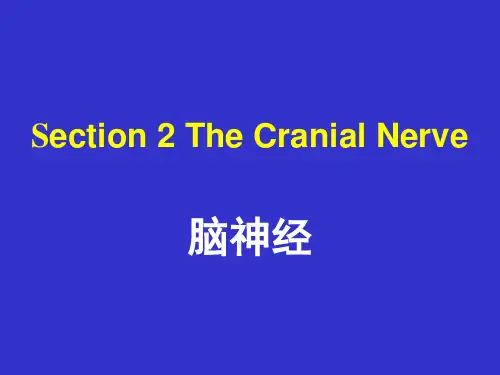 系统解剖学：脑神经 (2)