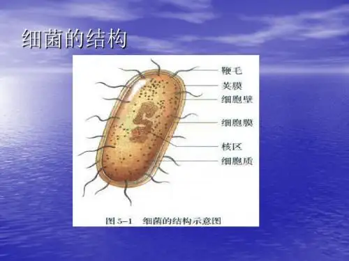 抗菌药物分类及作用机制