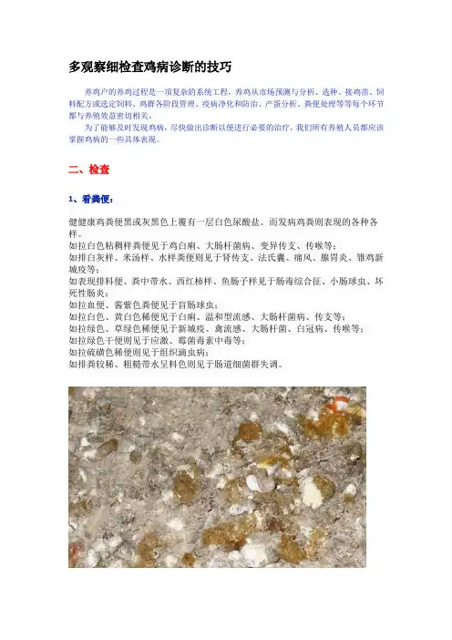 多观察细检查鸡病诊断的技巧