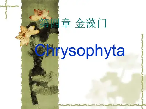 甲藻
