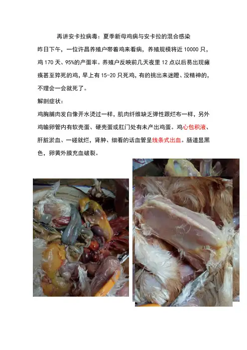 再讲安卡拉病毒：夏季新母鸡病与安卡拉的混合感染