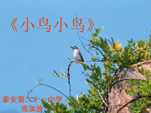小鸟小鸟课件
