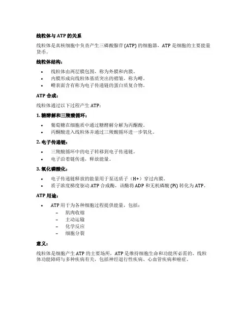 线粒体和atp关系