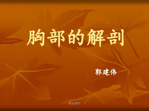 胸部正常解剖