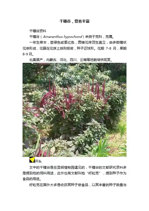 千穗谷，营养丰富