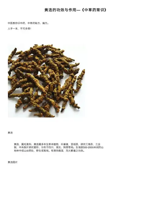 黄连的功效与作用—《中草药常识》