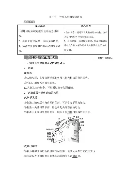 高中生物选择性必修一 第4节 神经系统的分级调节