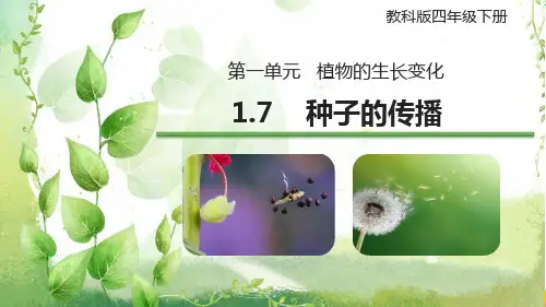 新教科版科学四年级下册第一单元 植物的生长变化《种子的传播》优质课件