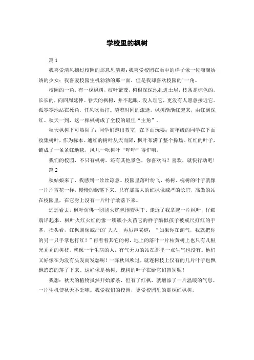 学校里的植物枫树作文,作文300字