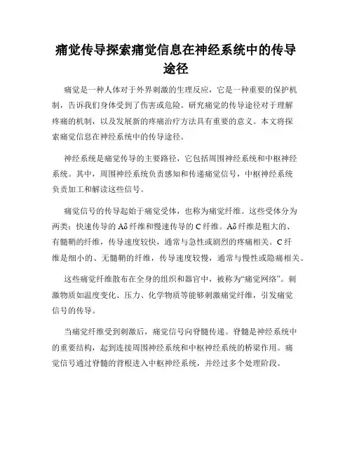 痛觉传导探索痛觉信息在神经系统中的传导途径