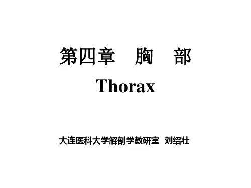 胸部局部解剖学