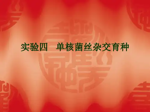 食用菌生产技术 实验四  单核菌丝