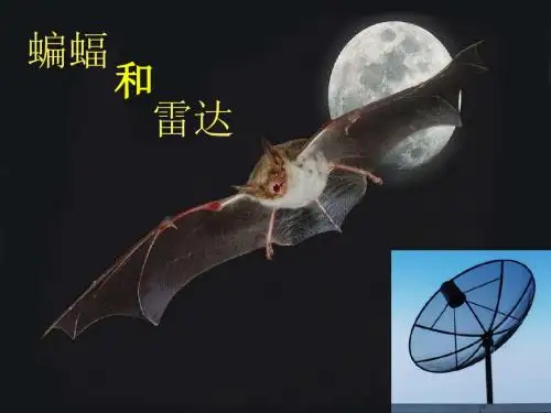 11课《蝙蝠和雷达》