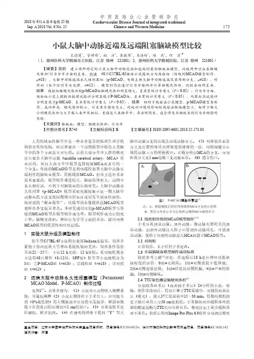 小鼠大脑中动脉近端及远端阻塞脑缺模型比较