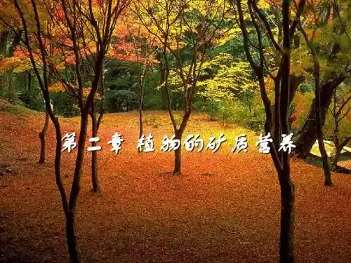 3 植物的矿质营养