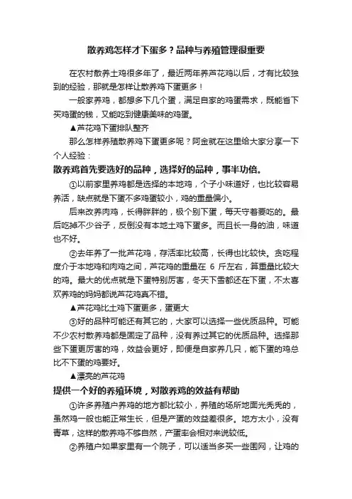 散养鸡怎样才下蛋多？品种与养殖管理很重要