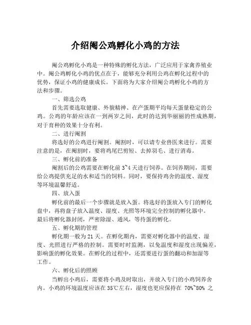 介绍阉公鸡孵化小鸡的方法