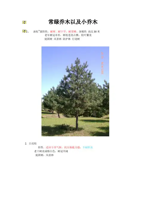 郑州常用植物汇总