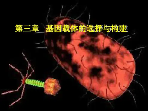 基因载体的选择与构建