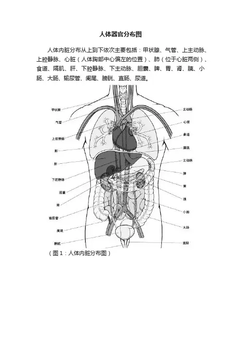 人体器官分布图