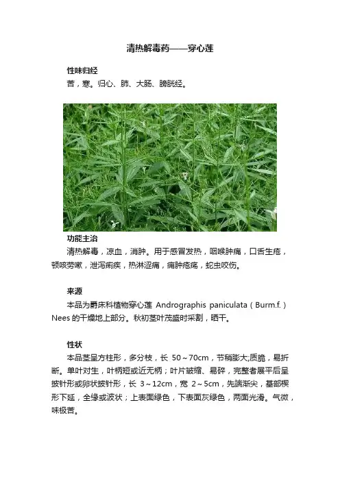 清热解毒药——穿心莲