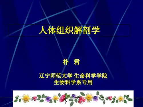 人体组织解剖学第一章绪论基本组织
