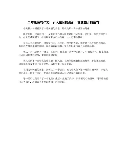 二年级菊花作文：引人注目的是那一株株盛开的菊花