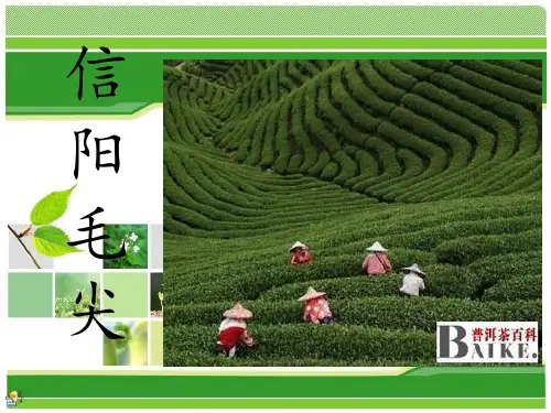 河南信阳毛尖