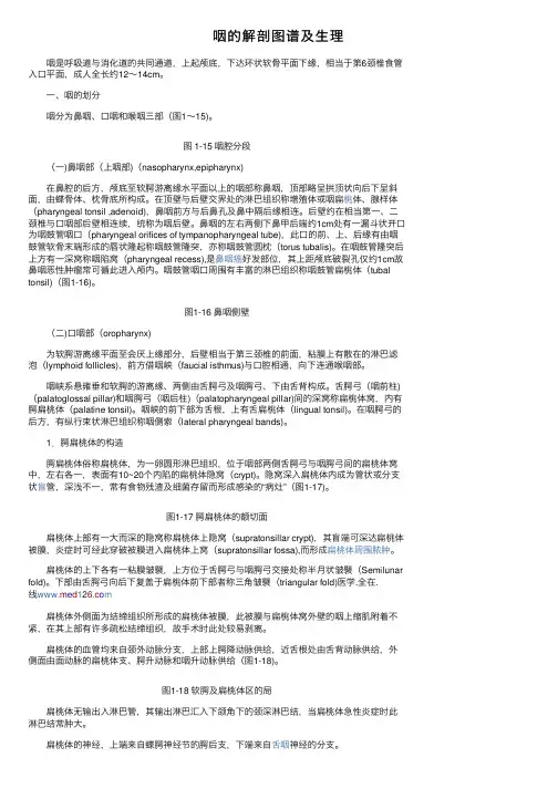 咽的解剖图谱及生理