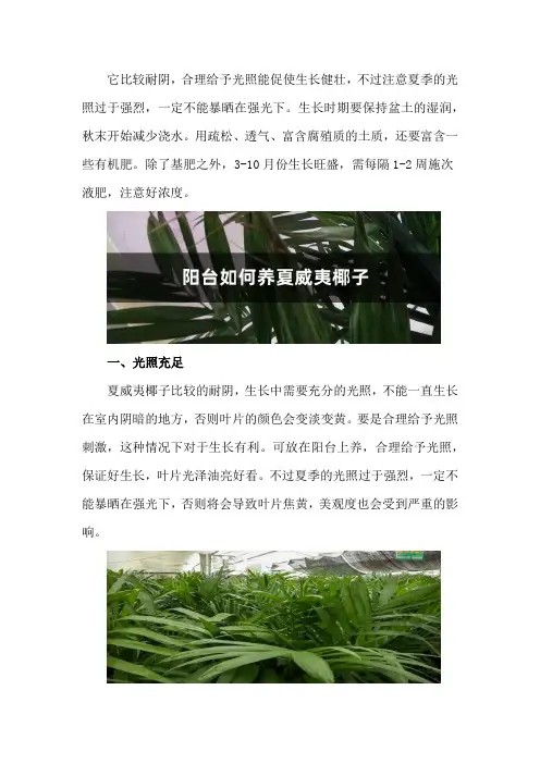 阳台如何养夏威夷椰子,需要注意什么