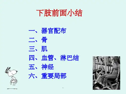 下肢前面小结- ppt