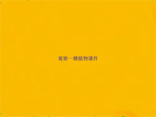 观察一棵植物课件(共24张PPT)