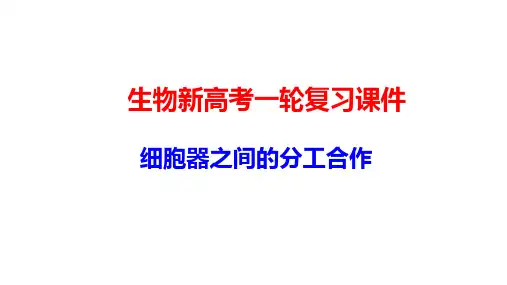 生物新高考一轮复习课件：2-2 细胞器之间的分工合作