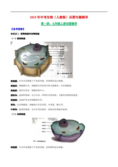 七年级上册识图考点中考生物识图专题辅导