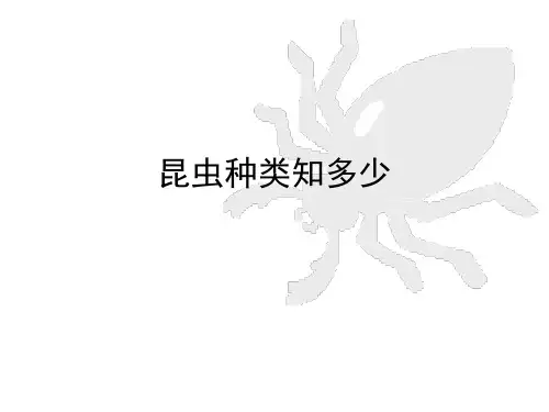 昆虫种类知多少