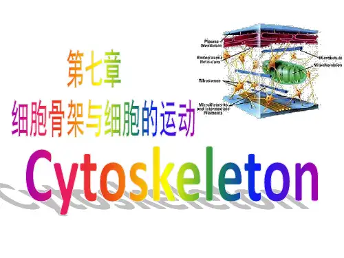 细胞骨架