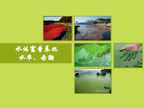 水华赤潮