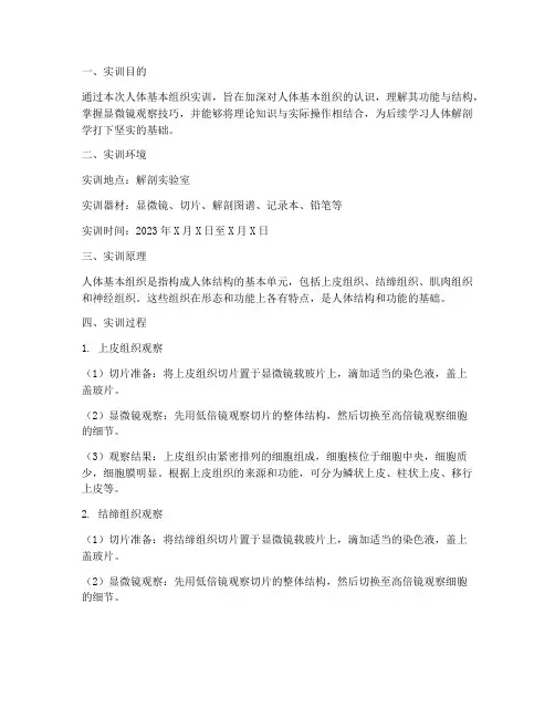 人体基本组织实训报告