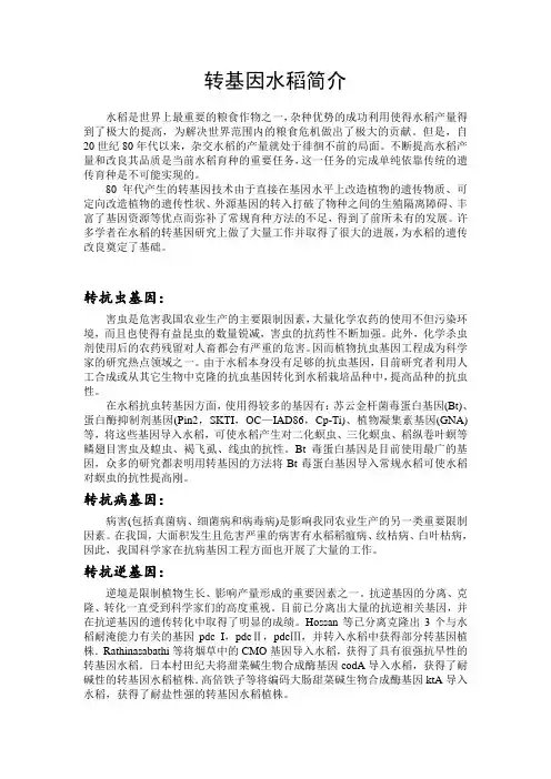 转基因水稻简介