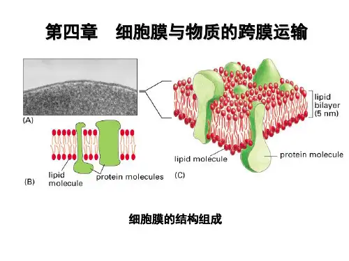 第四章：细胞质膜