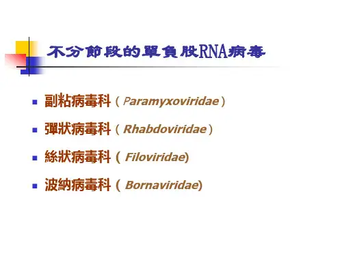 病毒学课件-单负股RNA病毒